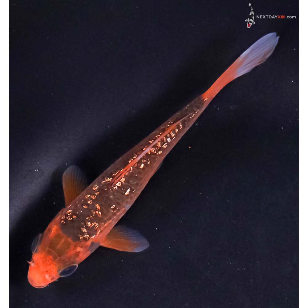 4.5” Imported Gin Rin Hi Asagi