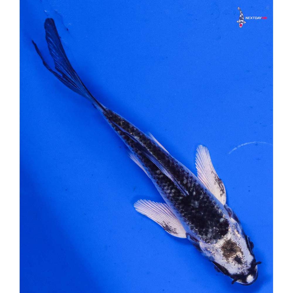 3.5” Imported Gin Matsuba Butterfly Koi