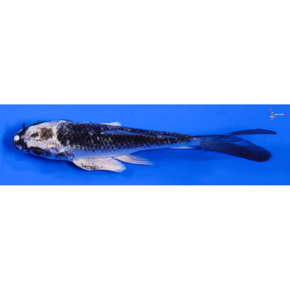 3.5” Imported Gin Matsuba Butterfly Koi