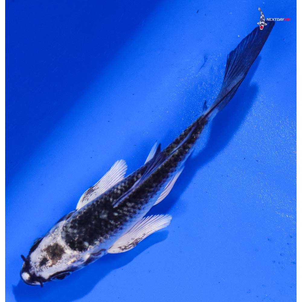 3.5” Imported Gin Matsuba Butterfly Koi