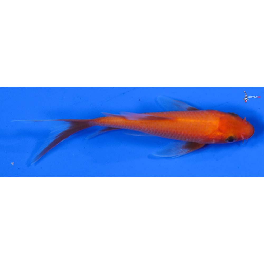 4” Imported Chagoi Butterfly Koi