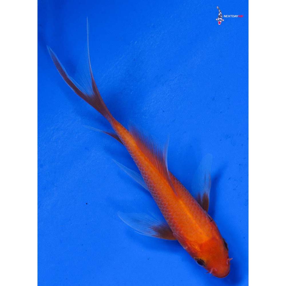 4” Imported Chagoi Butterfly Koi