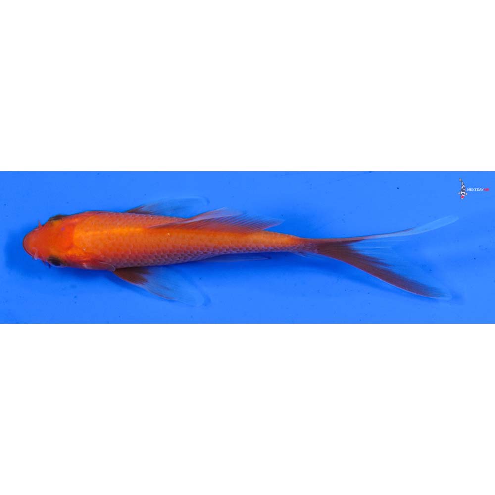 4” Imported Chagoi Butterfly Koi