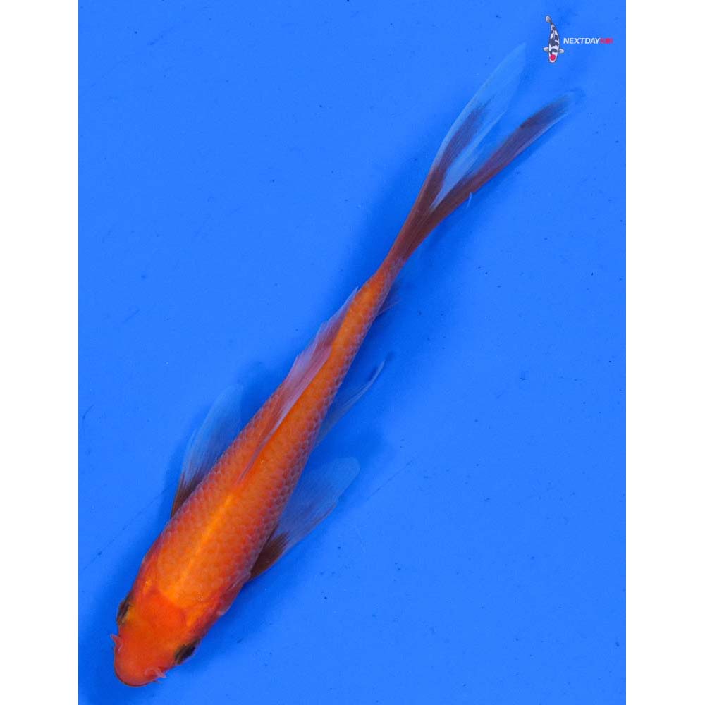 4” Imported Chagoi Butterfly Koi