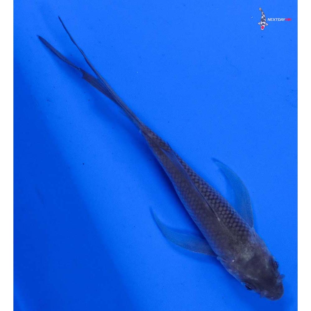 4” Imported Soragoi Butterfly Koi