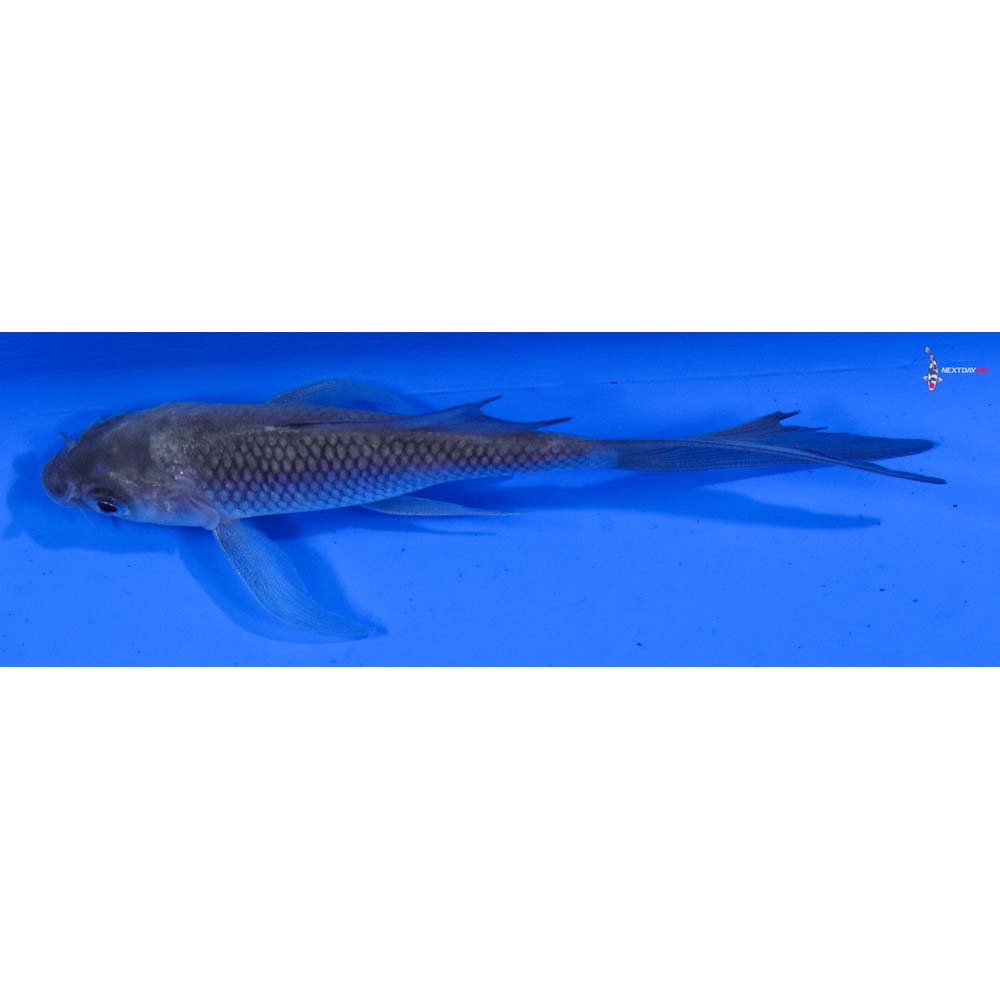 4” Imported Soragoi Butterfly Koi