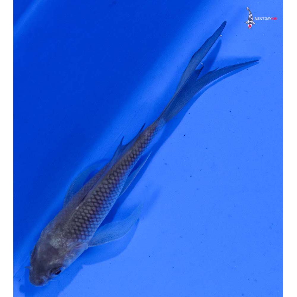 4” Imported Soragoi Butterfly Koi