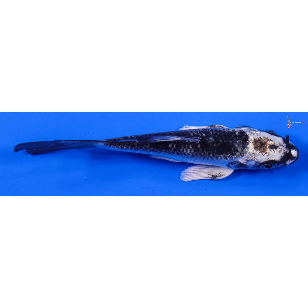 3.5” Imported Gin Matsuba Butterfly Koi
