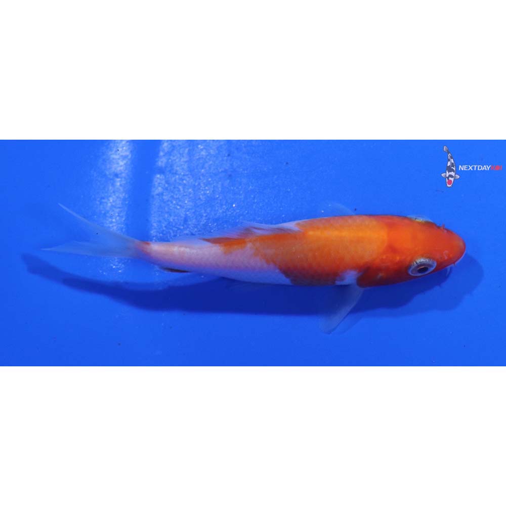 3” Imported Kohaku