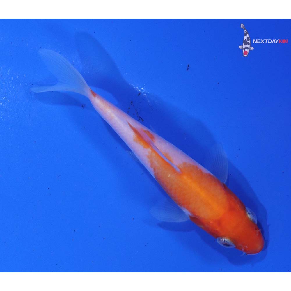 3” Imported Kohaku