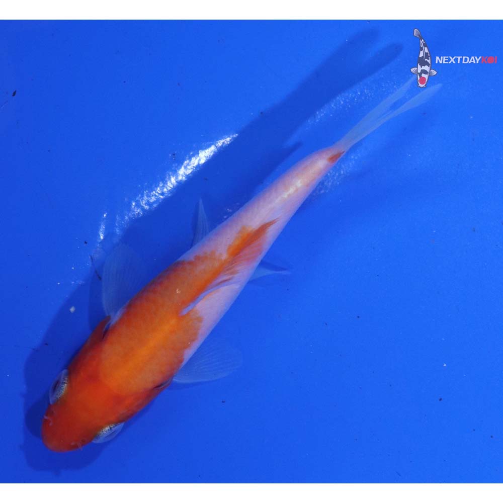 3” Imported Kohaku