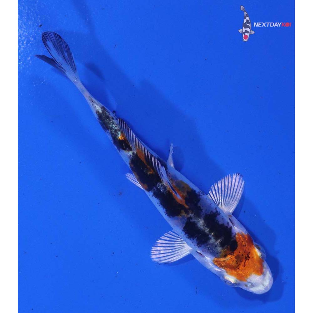 3” Imported Heisei Nishiki