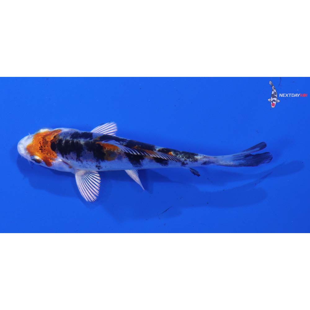 3” Imported Heisei Nishiki