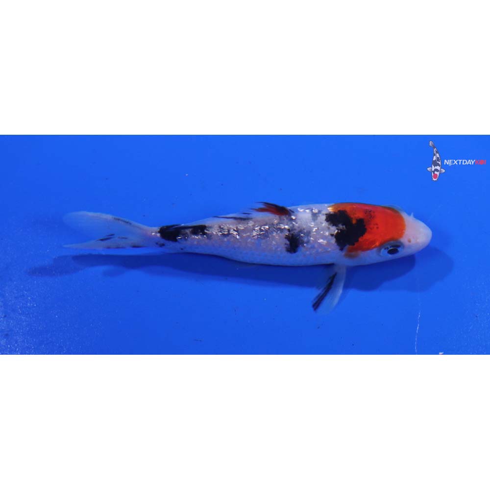 3” Imported Gin Rin Sanke