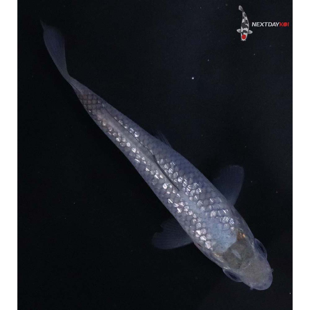 3” Imported Gin Rin Soragoi