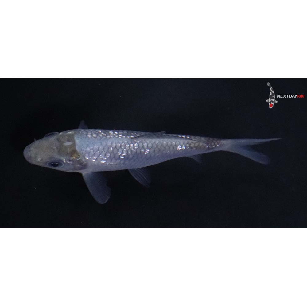 3” Imported Gin Rin Soragoi