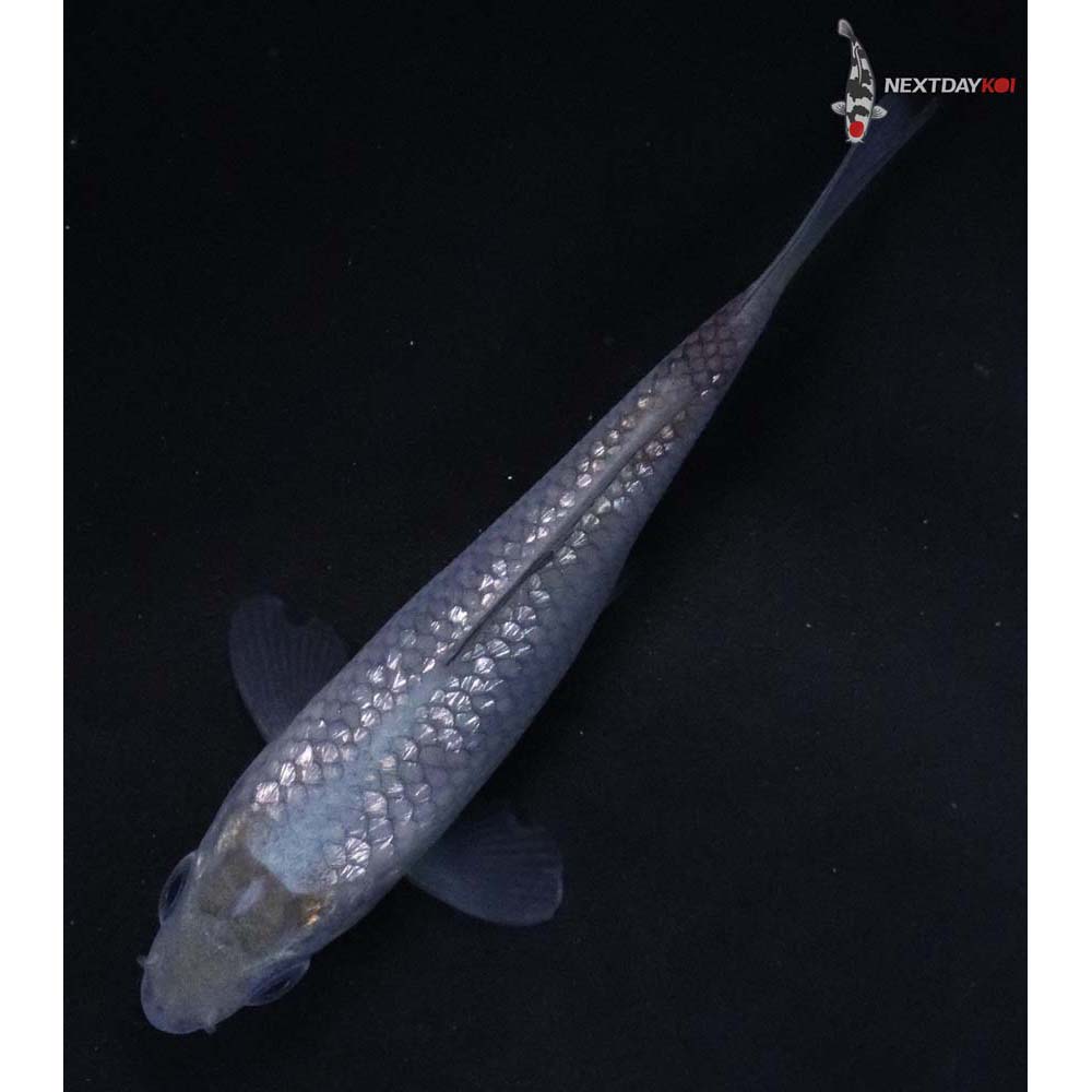 3” Imported Gin Rin Soragoi