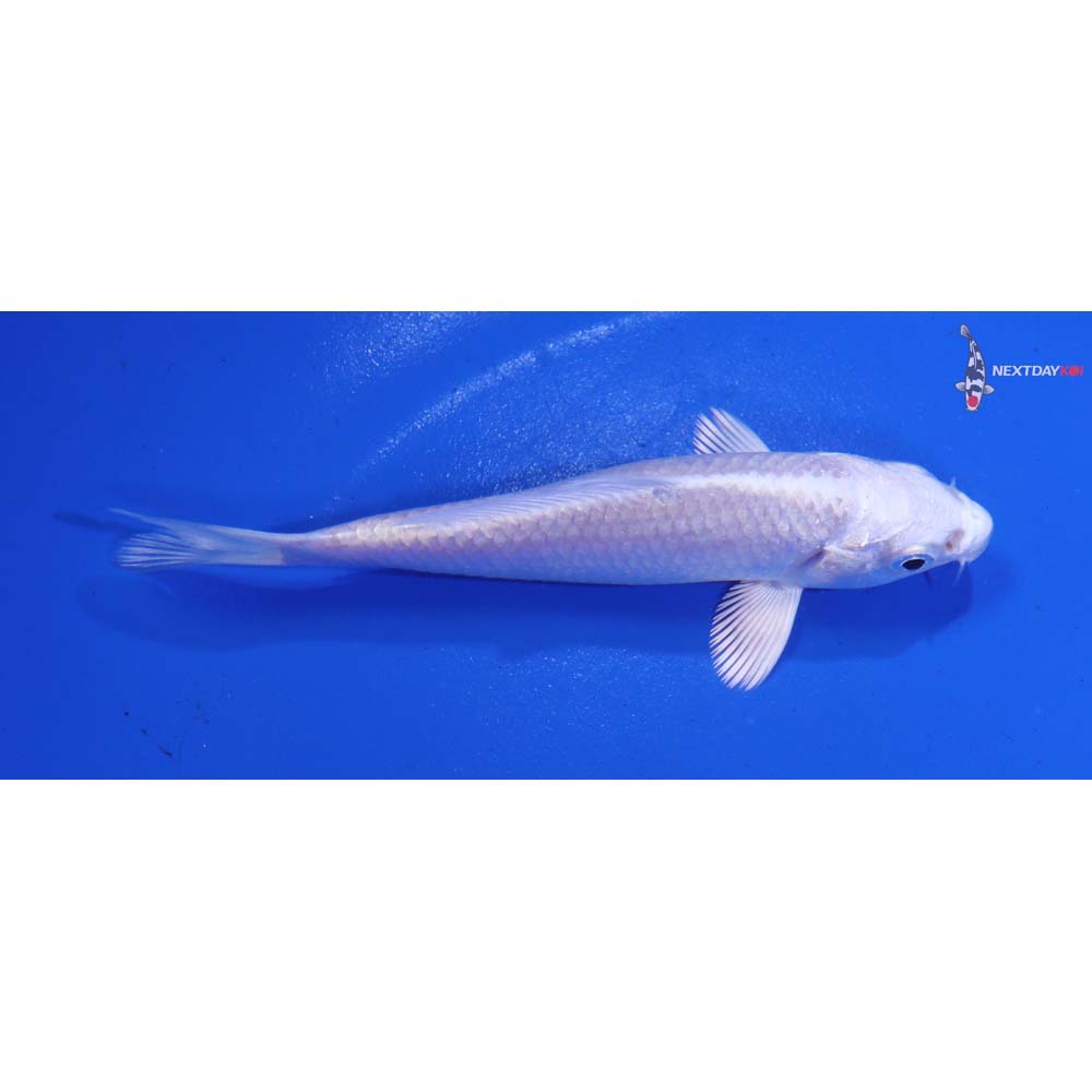 3.5” Imported Platinum Ogon