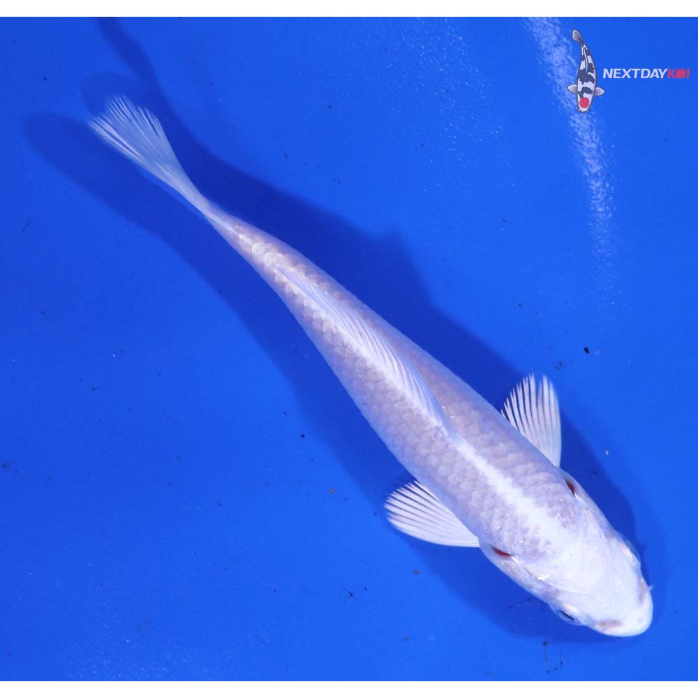 3.5” Imported Platinum Ogon