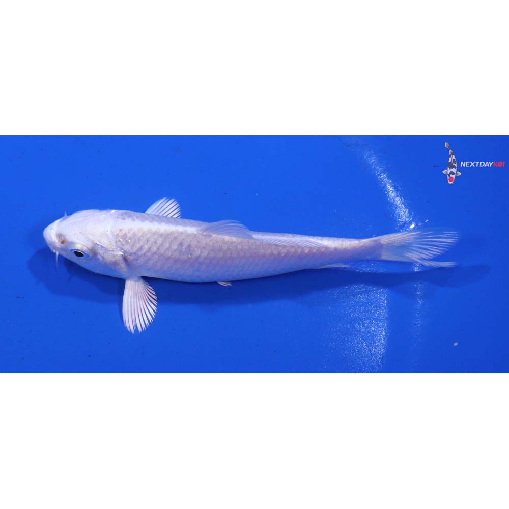 3.5” Imported Platinum Ogon