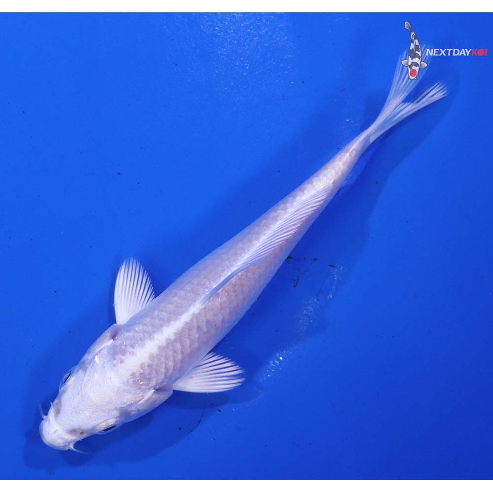 3.5” Imported Platinum Ogon