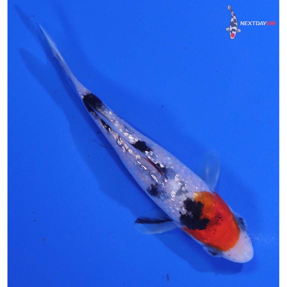 3” Imported Gin Rin Sanke