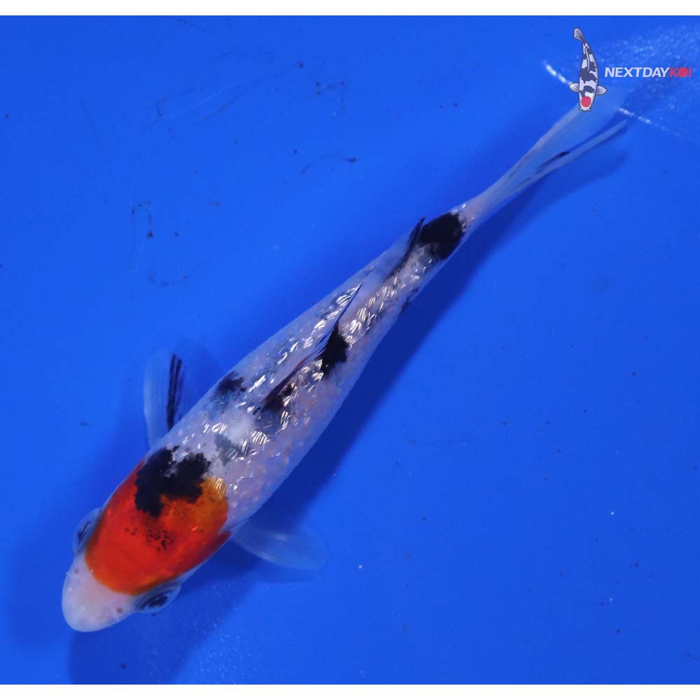 3” Imported Gin Rin Sanke