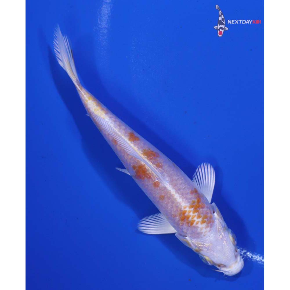 4” Imported Hariwake