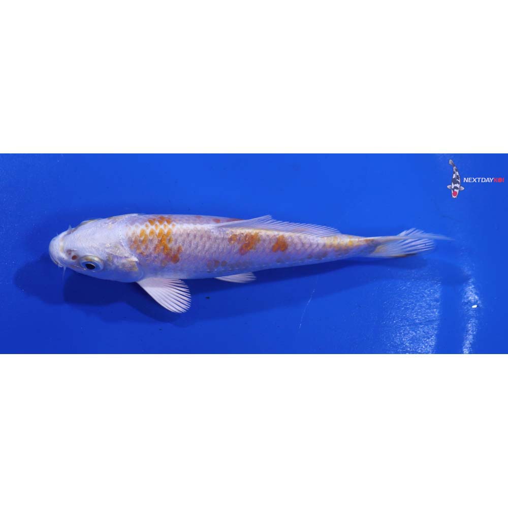 4” Imported Hariwake