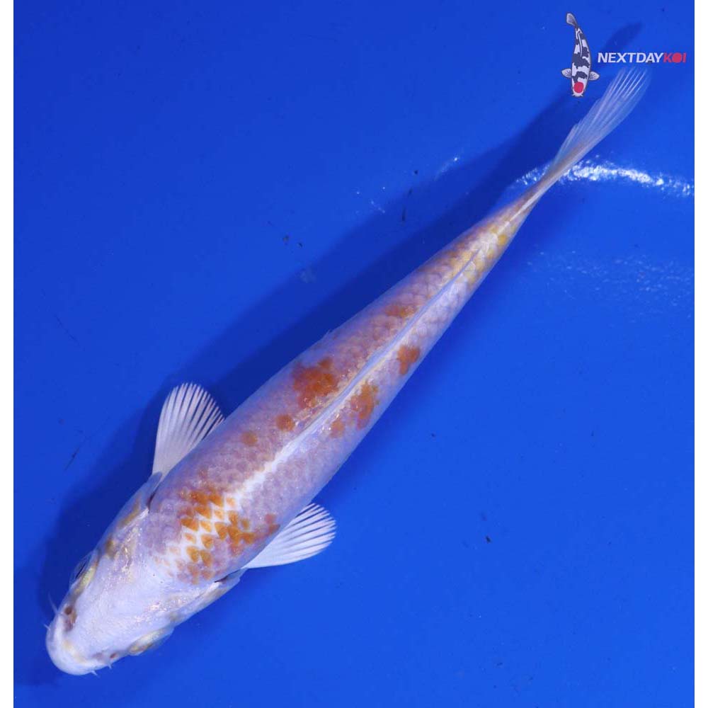 4” Imported Hariwake