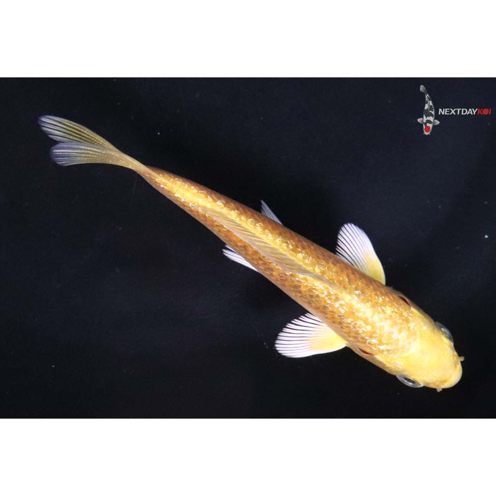 4” Imported Gin Rin Yamabuki Ogon