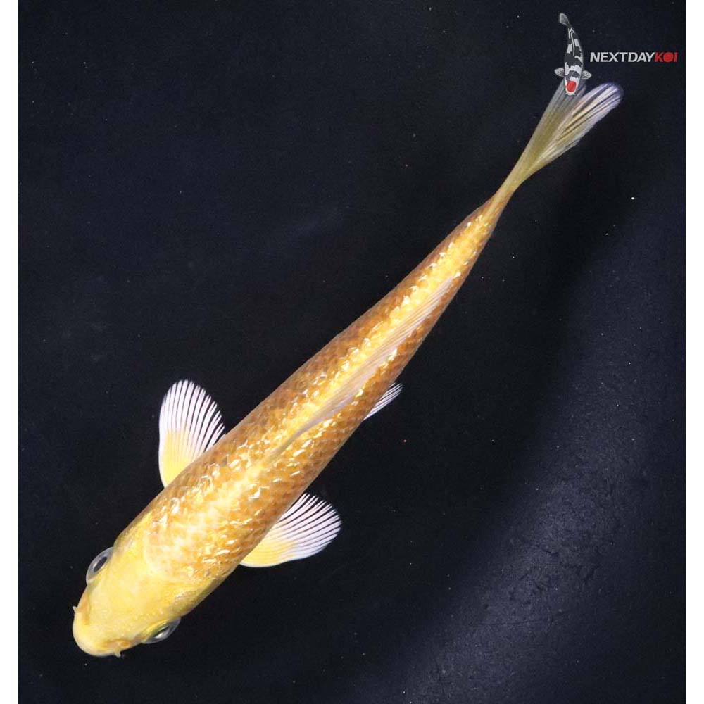 4” Imported Gin Rin Yamabuki Ogon