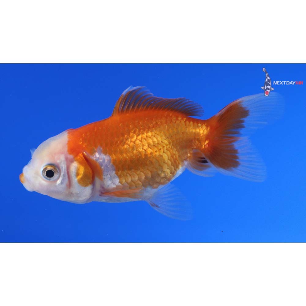 3” Imported Red and White Oranda