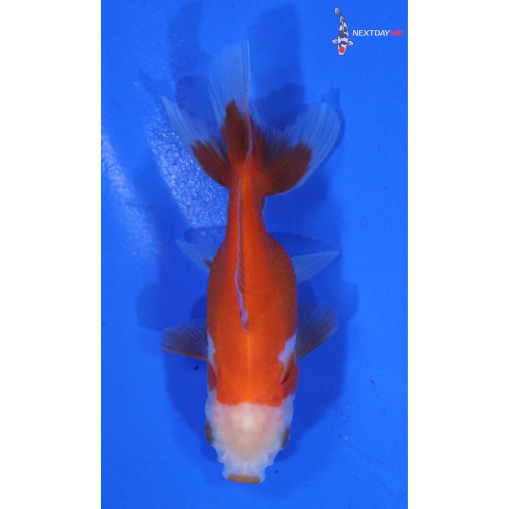 3” Imported Red and White Oranda