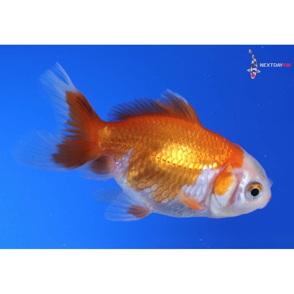 3” Imported Red and White Oranda