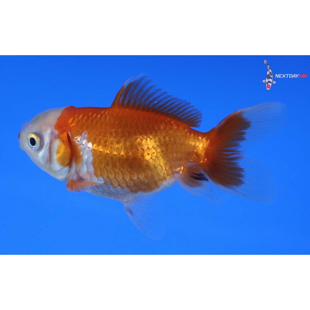 3” Imported Red and White Oranda