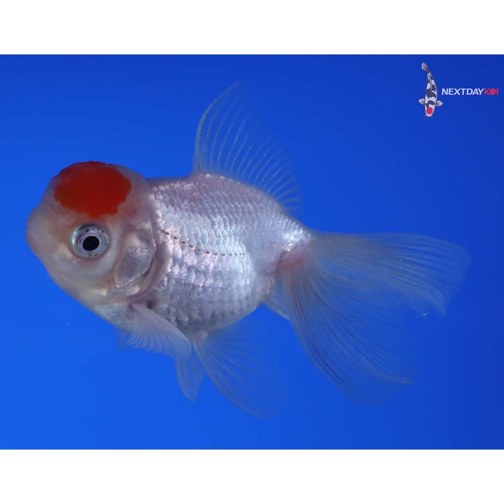3” Imported Redcap Oranda