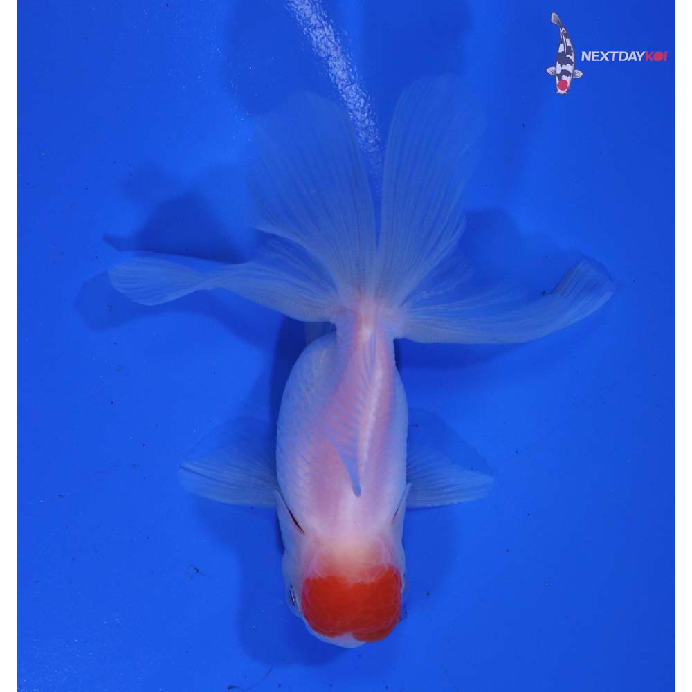 3” Imported Redcap Oranda