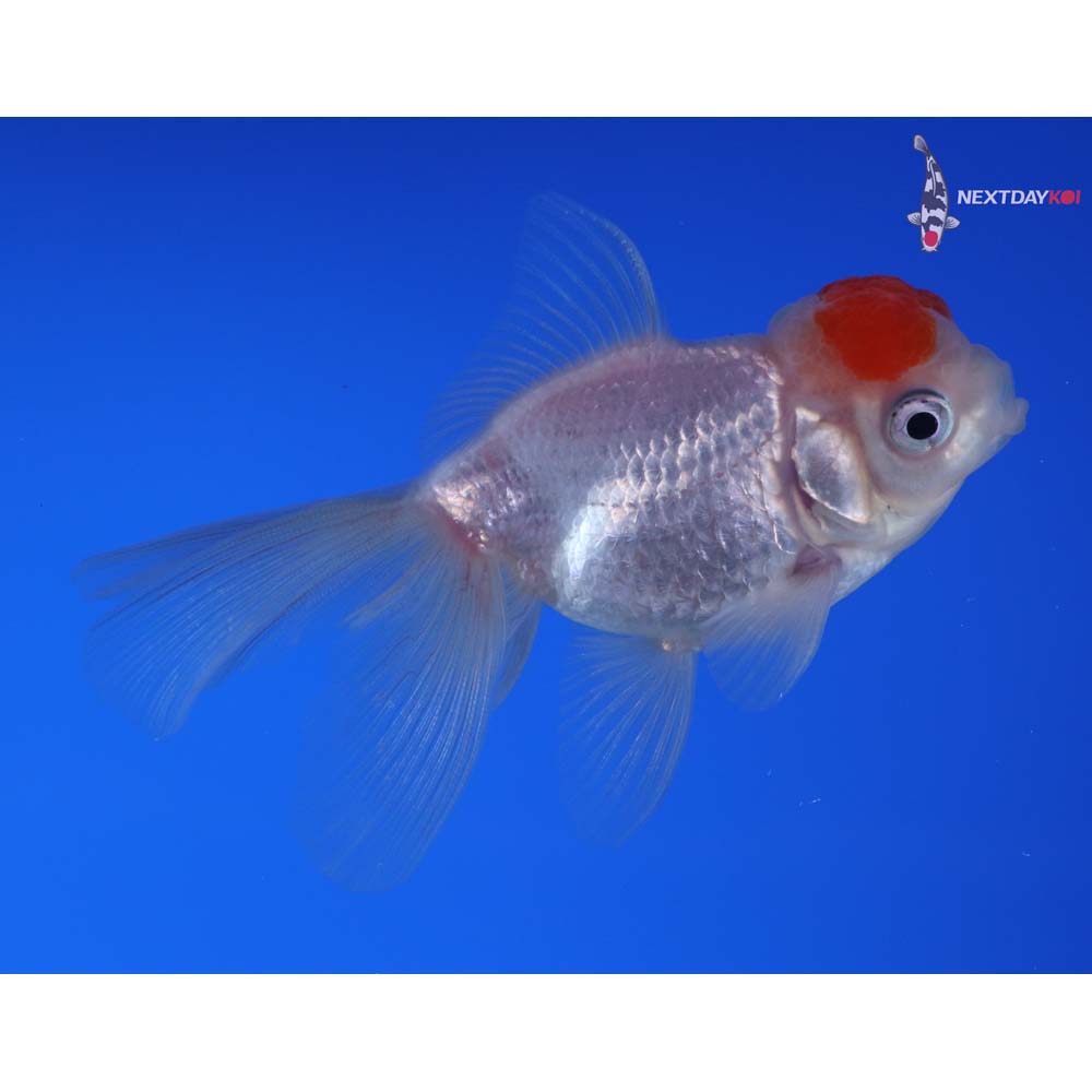 3” Imported Redcap Oranda