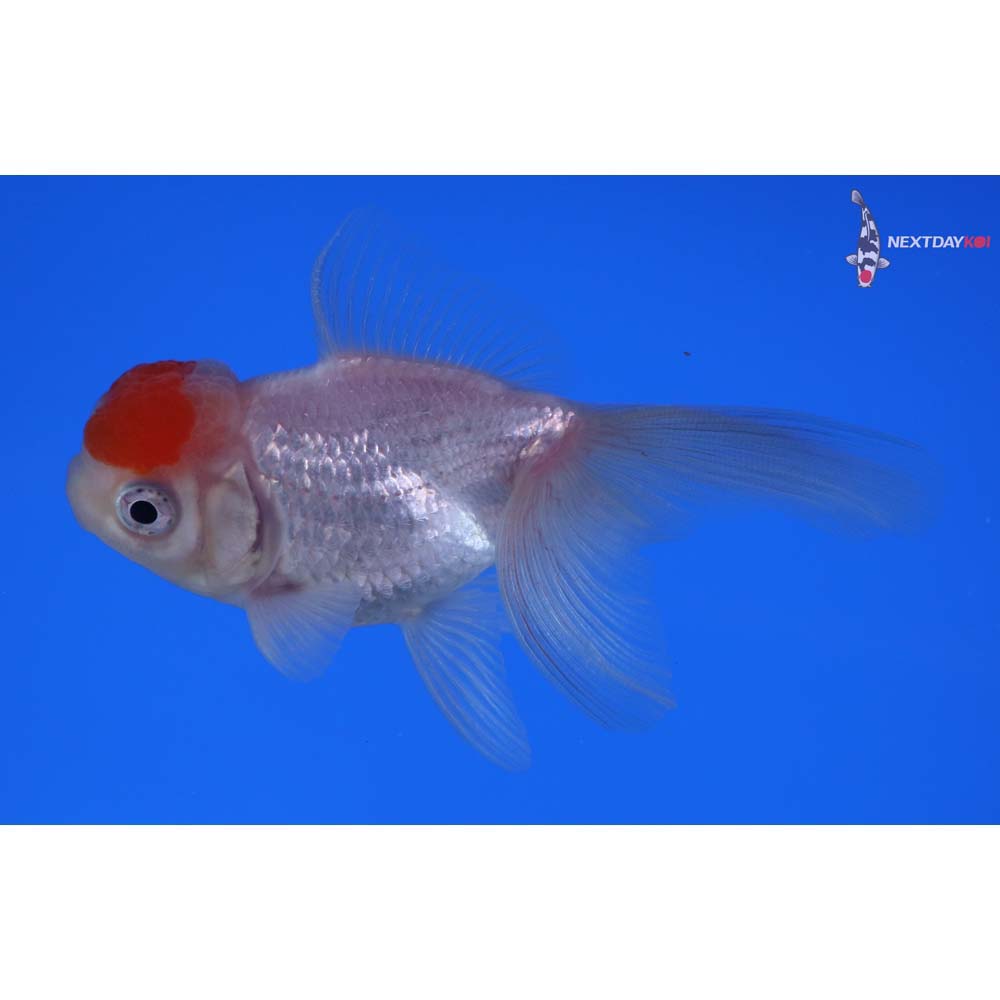3” Imported Redcap Oranda