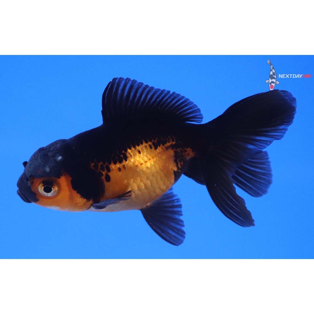 3” Imported Red and Black Oranda