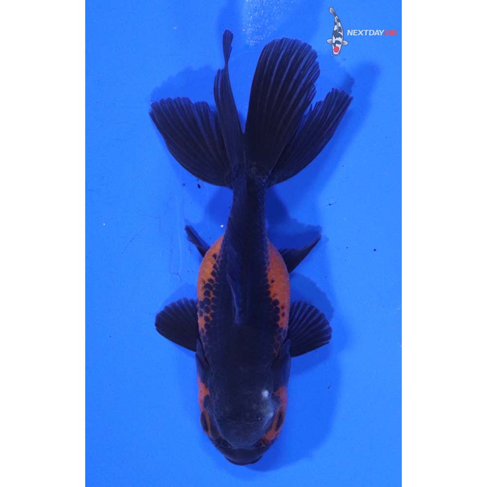 3” Imported Red and Black Oranda
