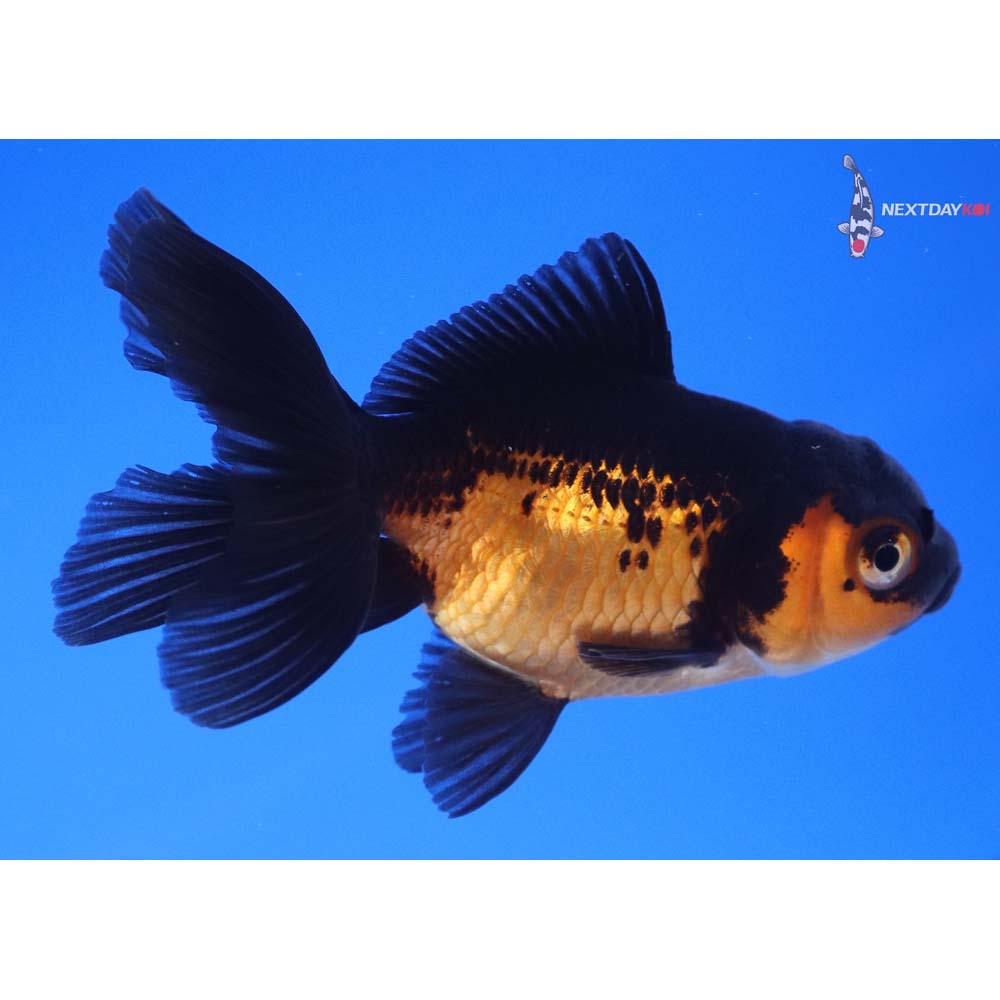 3” Imported Red and Black Oranda