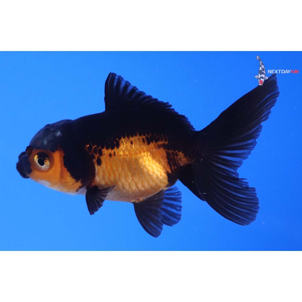 3” Imported Red and Black Oranda