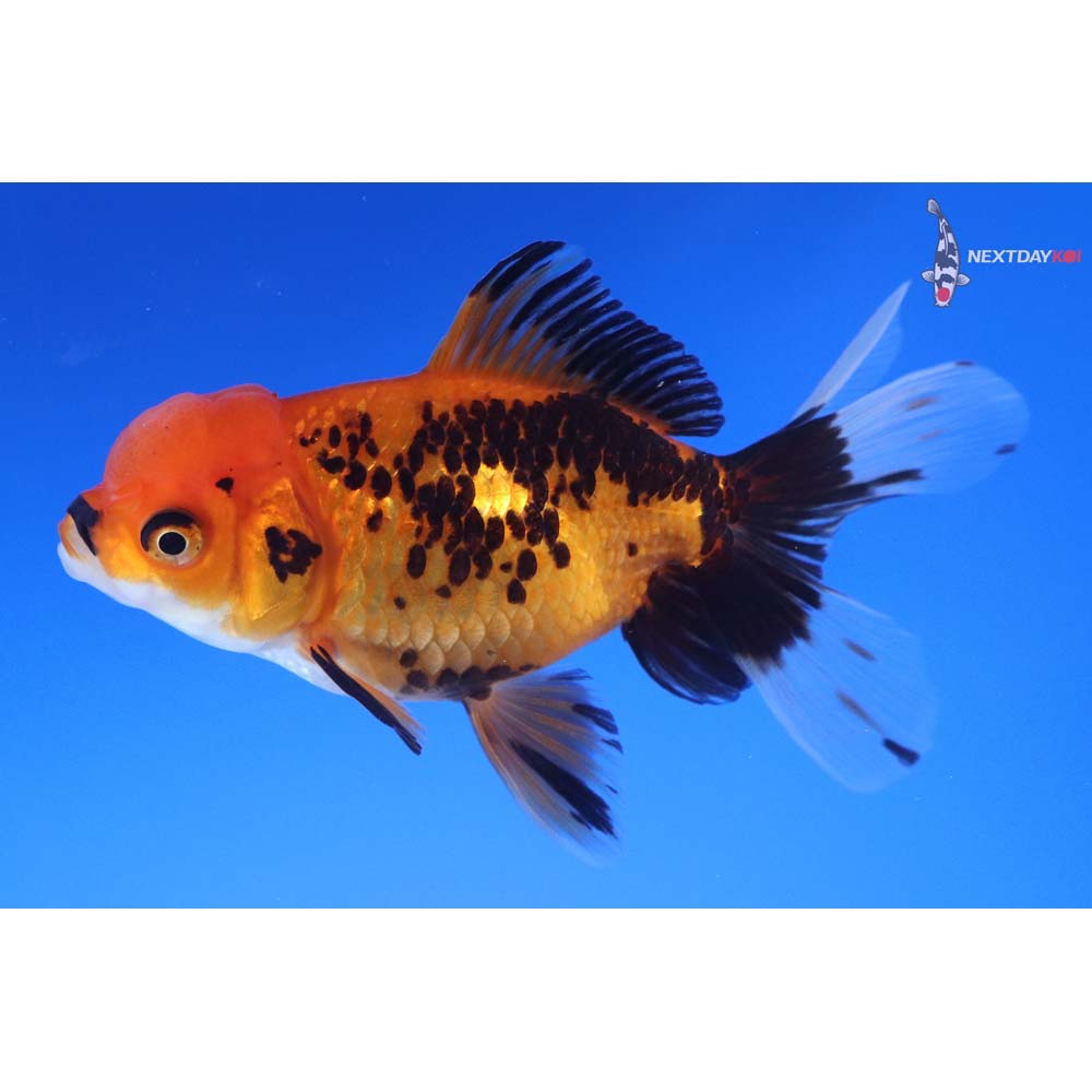 3.5” Imported Tri Color Oranda