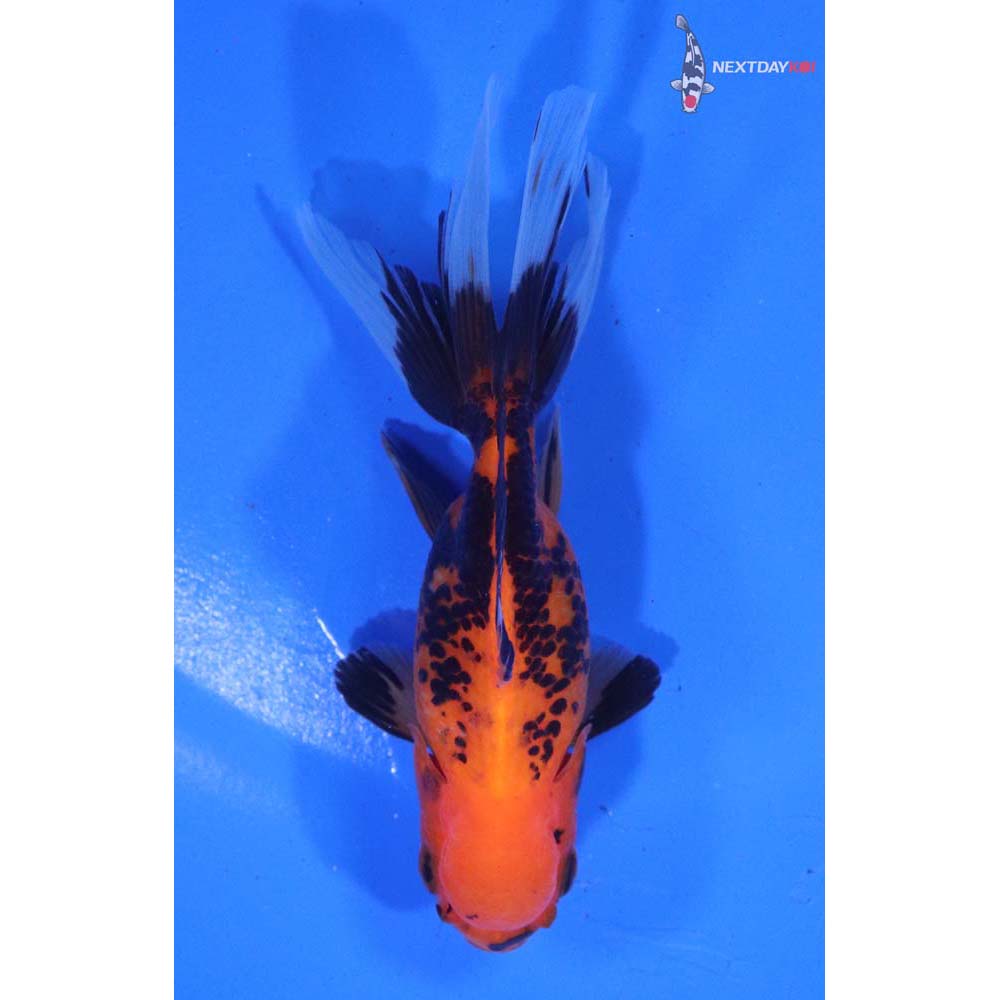 3.5” Imported Tri Color Oranda