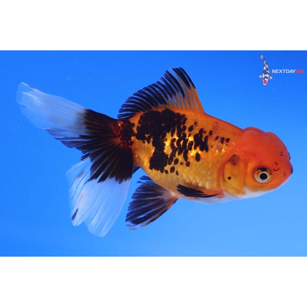 3.5” Imported Tri Color Oranda