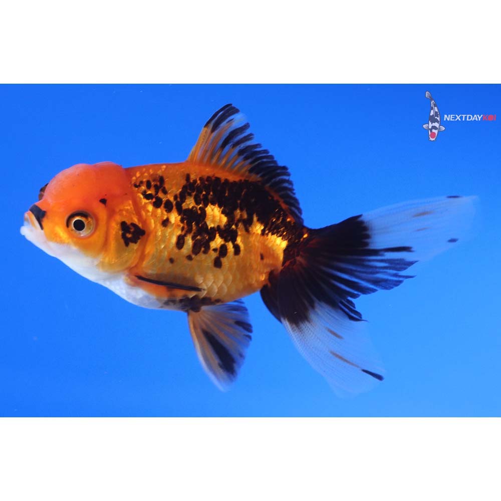 3.5” Imported Tri Color Oranda