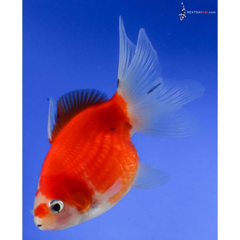 4” Imported Red and White Pearlscale