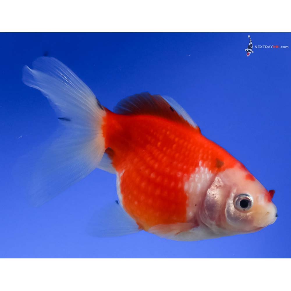 4” Imported Red and White Pearlscale